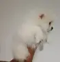 Мъжко померанче , снимка 3