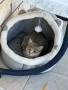 Плюшено легло и къща 2в1 за котки с уши и играчка, Пухкаво за вашата котка или друг домашен любимец, снимка 5