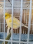 Продавам канари фай фенси , снимка 11