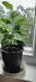 Продавам Бенджамини, височина 30-35 см, снимка 2