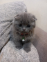 Шотландски клепоухи котета , снимка 1 - Британска късокосместа - 42765517