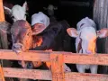 телета различна възраст , снимка 13