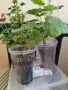Комплект от 3 бр сортово Мушкато 9 €, снимка 7