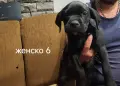 Кане Корсо кученца , снимка 11