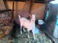 Продавам един пръч и ярета, снимка 10