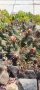 Няколко вида студоустойчиви кактуси и сукуленти, снимка 15