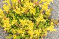 Sedum acre Aurea (Седум Златен мъх), снимка 1 - Градински цветя и растения - 41608254