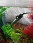 Рибки неони 5 броя , снимка 7