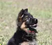Немски овчарки с дълъг косъм от развъдник , снимка 2
