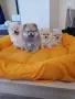 Померан померанчета померани, снимка 8