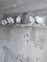 гълаби различни видове., снимка 4