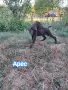 Немски курцхаар , снимка 3