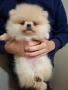 Померан малък шпиц момичета, снимка 11