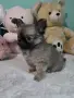чихуахуа момиченце, снимка 7