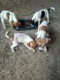 куче 🐕 Джак Ръсел , снимка 8