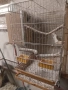 клетка за средни папагали за развъждане, снимка 5