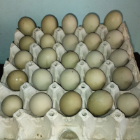 яйца за люпене , снимка 1 - Кокошки и пуйки - 44823009
