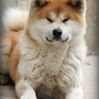 Akita inu male , снимка 1 - Акита ину - 44811632