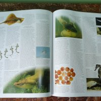Животни. Animal: The Definitive Visual Guide, снимка 11 - Енциклопедии, справочници - 42162592