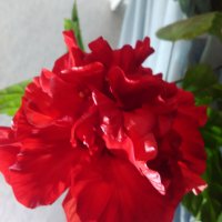 Хибискус , Китайска роза, снимка 4 - Стайни растения - 38746084