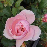 Роза 8, снимка 6 - Градински цветя и растения - 41783302