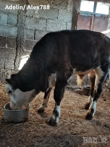 Продавам мъжки телета на 5 месеца , снимка 1