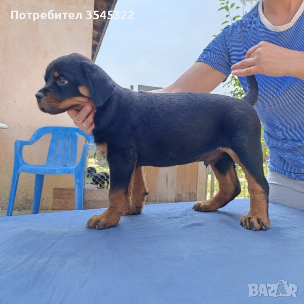 Ротвайлер , снимка 1