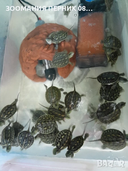 декоративни костенурки , снимка 1
