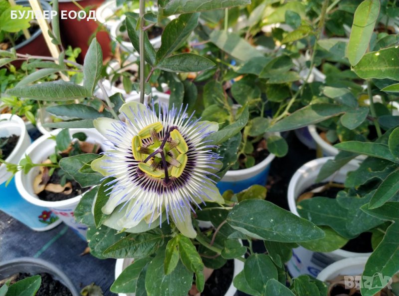 Пасифлора , снимка 1