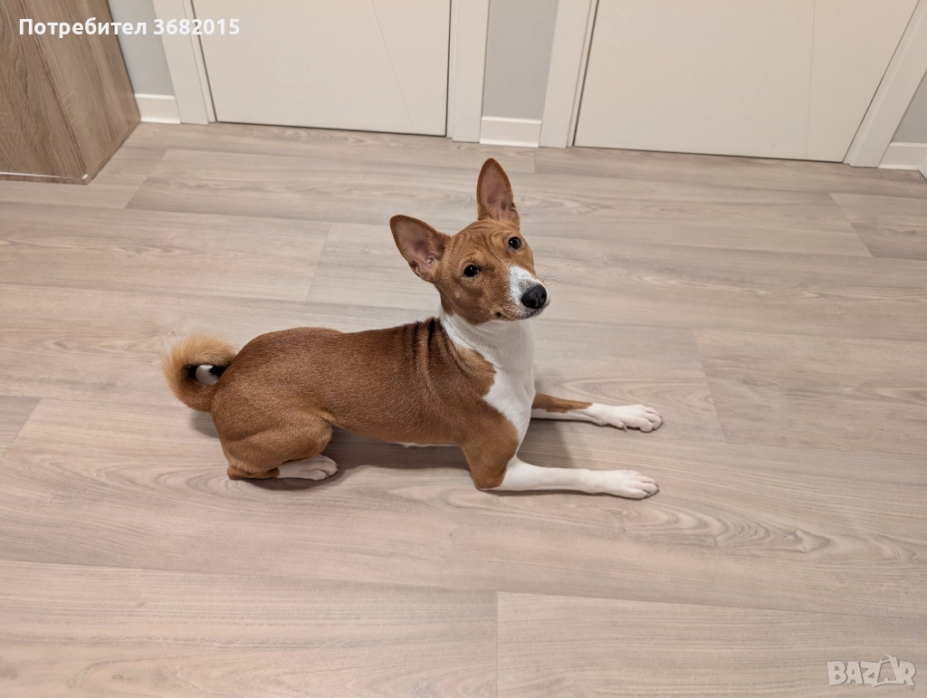 Продавам куче порода Басенджи, снимка 1
