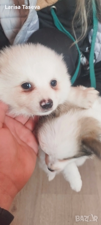 померан, снимка 1