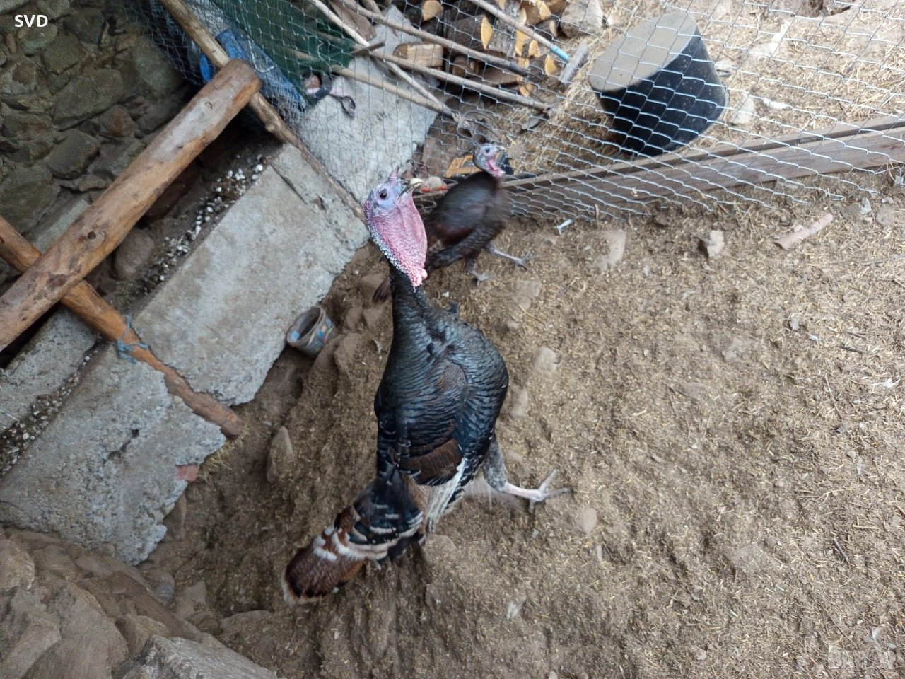 Пуяк и Пуйка , снимка 1