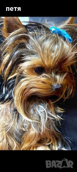 Йоркширски териер за разплод, снимка 1