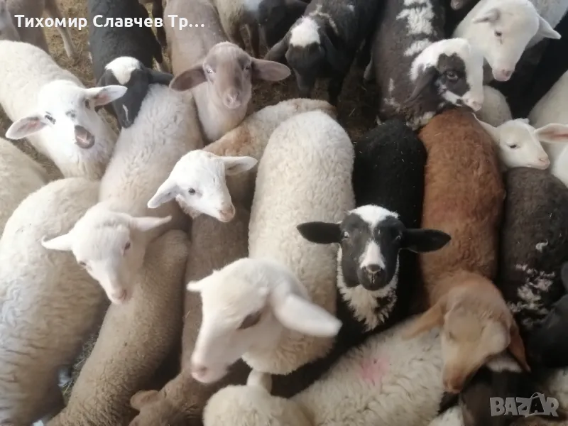Продавам агнета, за обл. Варна , снимка 1