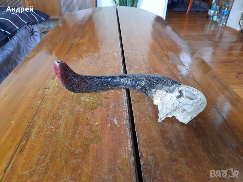 Стар рог #3, снимка 1