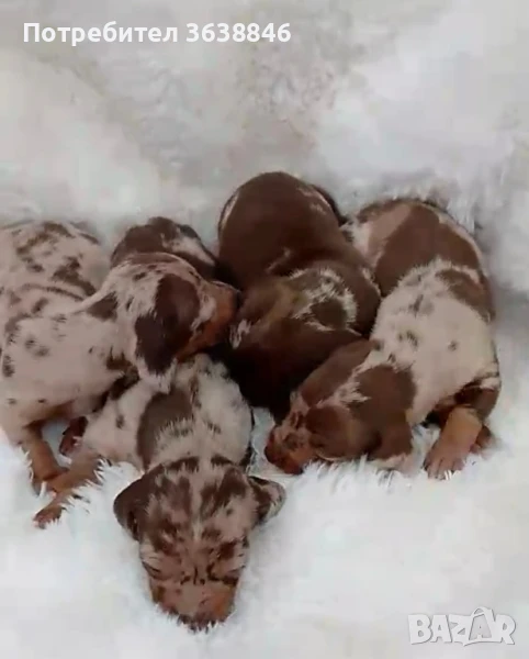 мини дакели, снимка 1