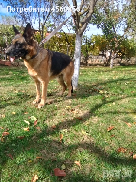 Женска немска овчарка , снимка 1