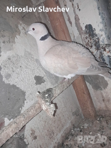 Продавам гугутка/скумрук, снимка 3 - Гълъби - 53842584