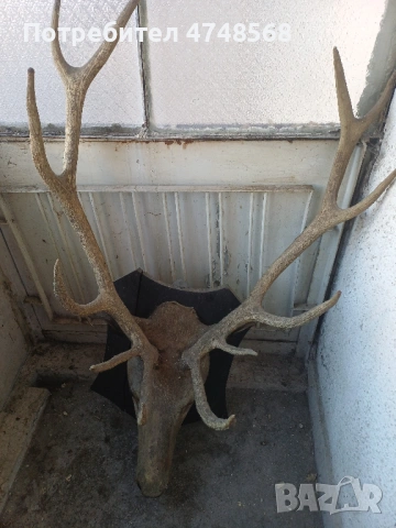 Еленови рога трофей заедно с главата, снимка 2 - Антикварни и старинни предмети - 53622589