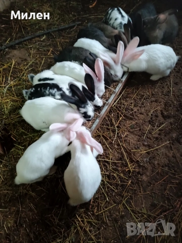 зайци кръстоска