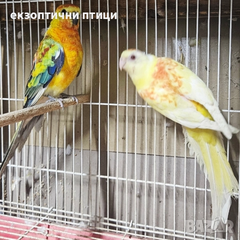 Продавам Пойни Папагали , снимка 3 - Папагали - 52528413