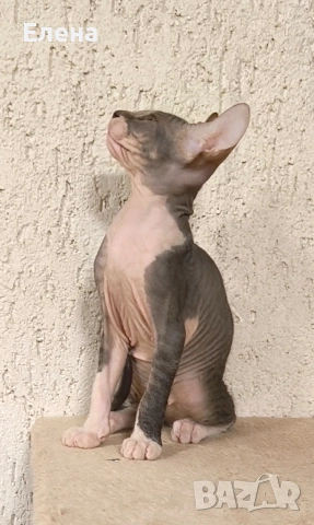 Донски сфинкс с родословие, снимка 4 - Сфинксове - 52185858