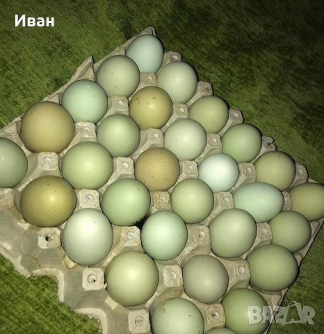 Оплодени Зелени яйца за инкубация , снимка 3 - други­ - 39960154