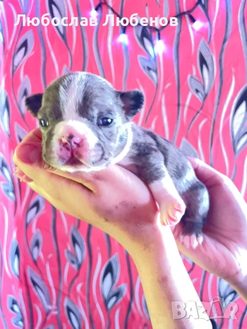 Френски булдог , снимка 2 - Френски булдог - 53639444