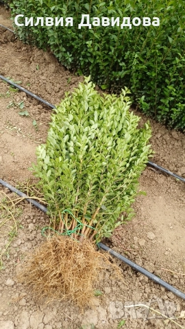 0.70 лв Лигуструм на корен, снимка 15 - Градински цветя и растения - 52023071