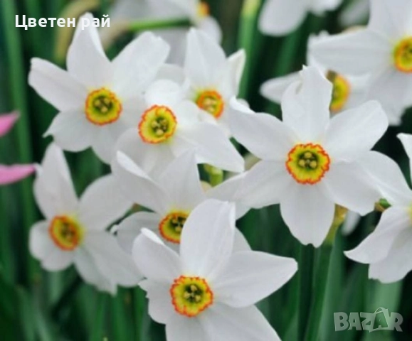 Луковици на нарциси микс 10бр , снимка 2 - Градински цветя и растения - 51559441