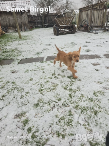 Prodavam koker na tiring meseca Jenson ima vaksa namirase v selo pet mogili oblas sumen t 0892773368, снимка 3 - Кокер шпаньол - 52920760