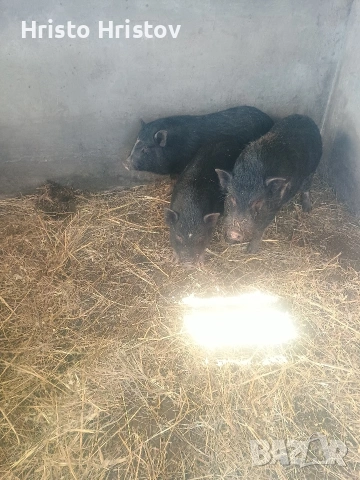 Виетнамски прасета , снимка 9 - Други животни - 48038500