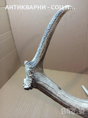 Стар Голям Единичен Еленски Рог Рога Тегло 1.450кг. НОМЕР 721., снимка 9 - Антикварни и старинни предмети - 53528348