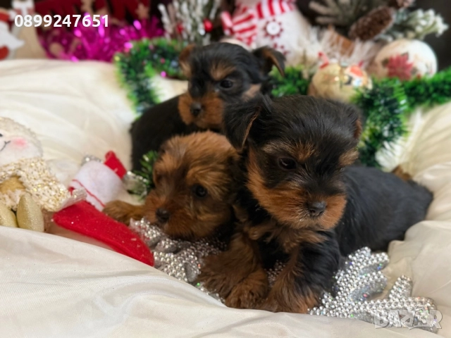 Йоркширски териер мини , снимка 2 - Йоркширски териер - 52898597